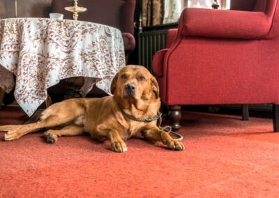 Hunde sind im Café Bakker in Vorden willkommen